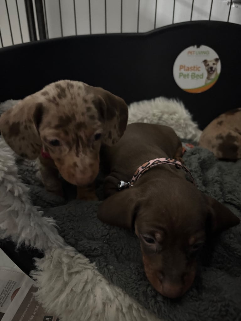 ONLY TWO LEFT ❤️❤️…….Beautiful litter of dachshund puppies 