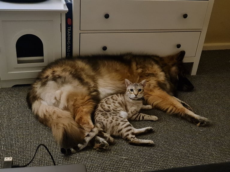 1y Male + Female Bengals to be homed together or separately