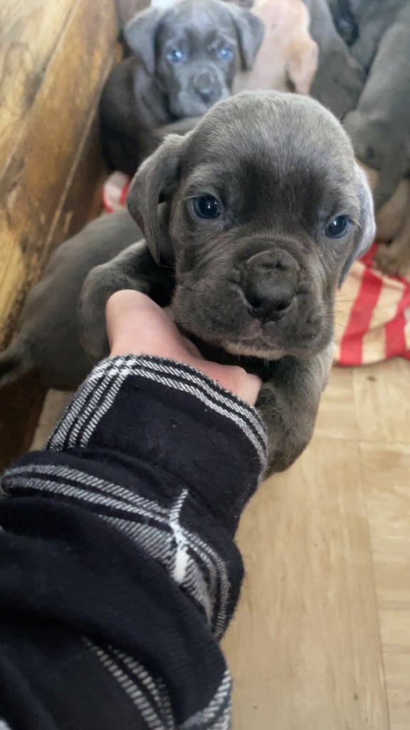 Pure cane corso pups 