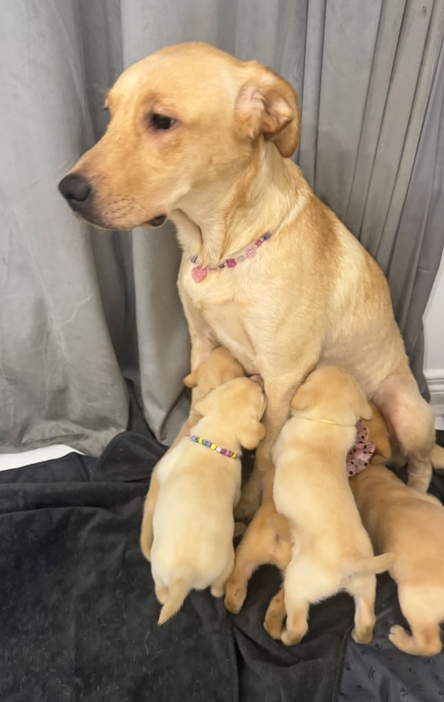 Labrador puppy for sale