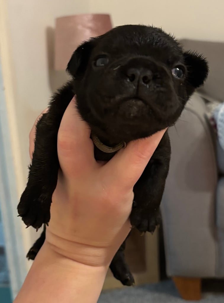 French bulldog puppies 