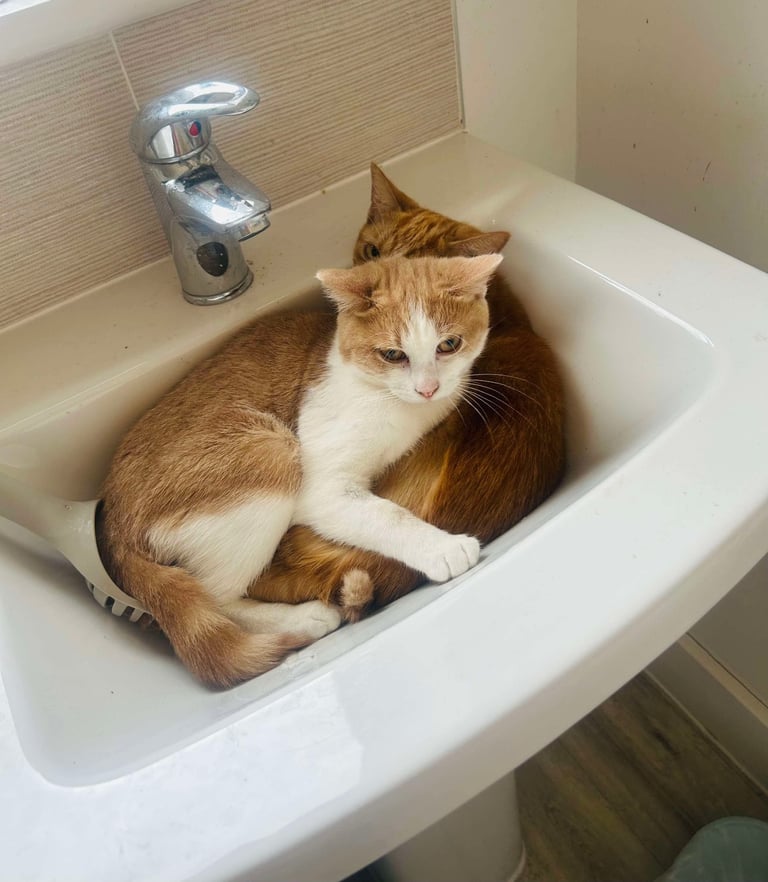 image for Two cats for rehoming 