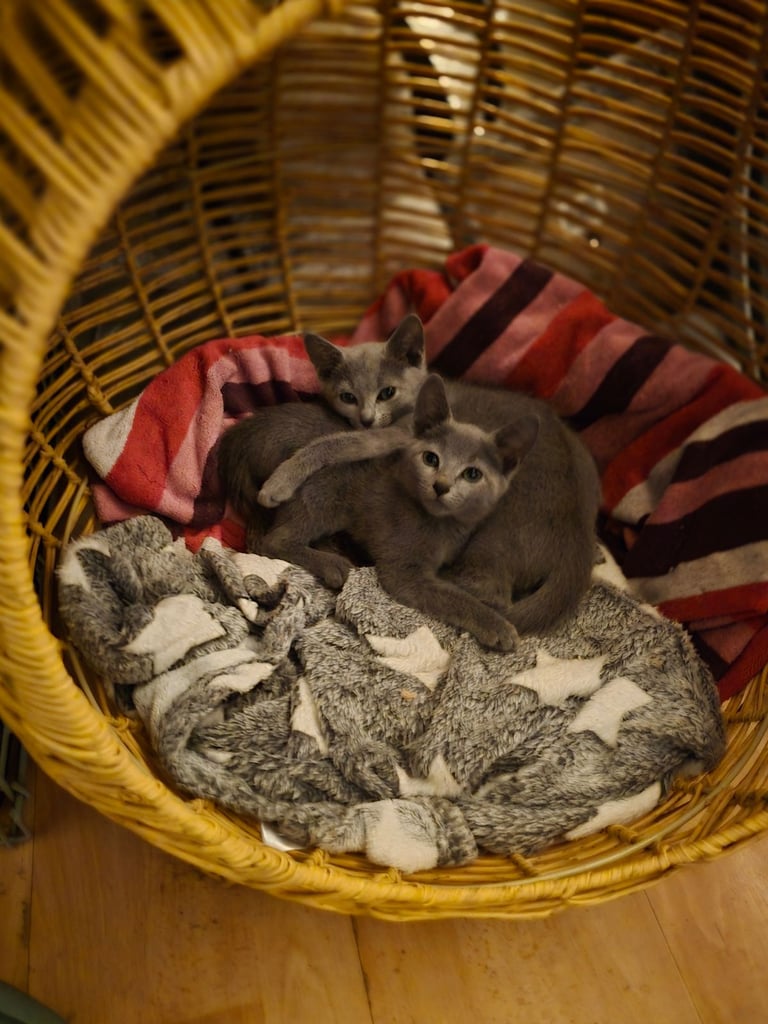 RB kittens, 3 m.o. , N.London 