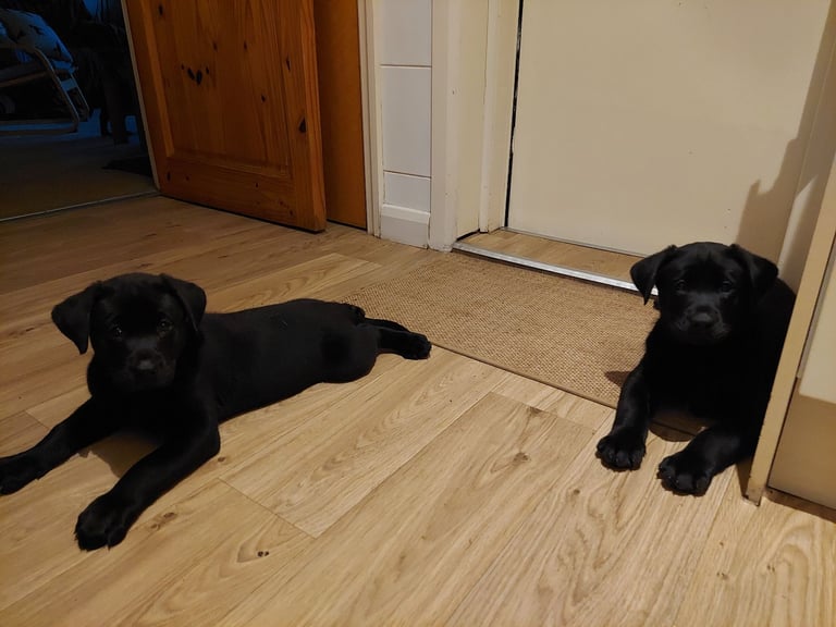 Labrador Mix Breed