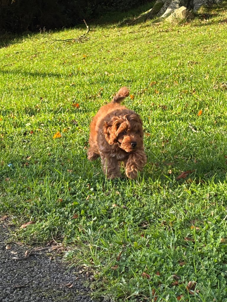 Cockapoo Pup for Sale