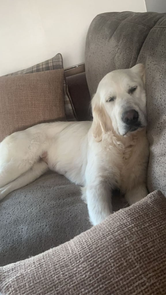 Bonnie - Beautiful Cream Retriever