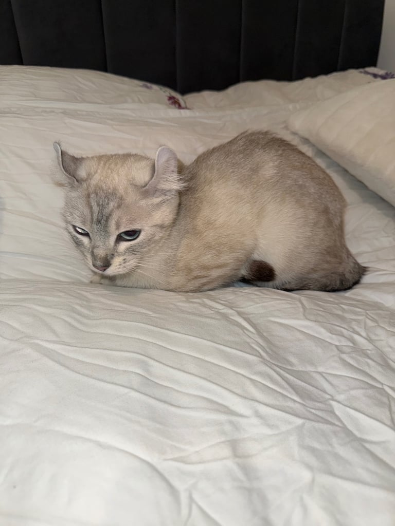 Female Kitty