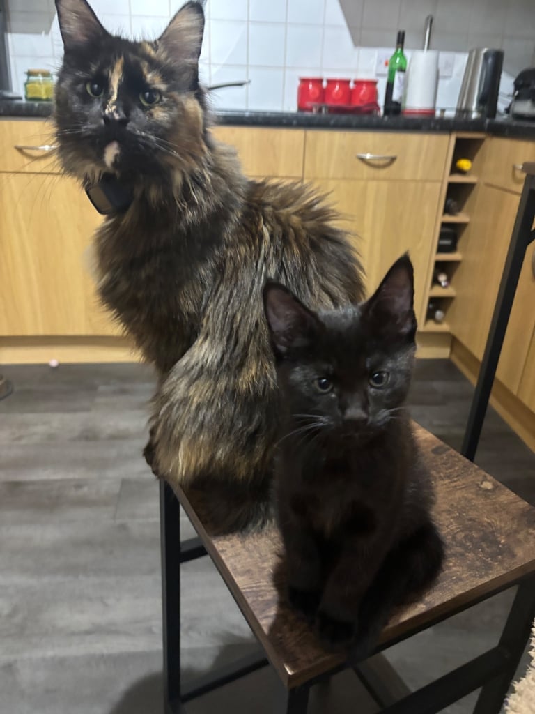 Maine Coon Cross kitten