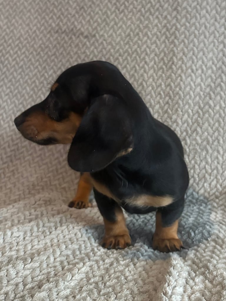 Genuine miniature dachshunds 