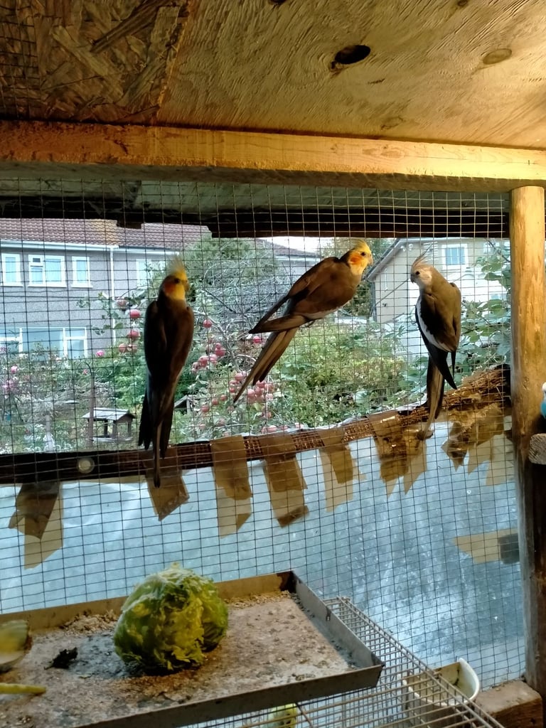 Cockatiels and Budgies - Bristol 