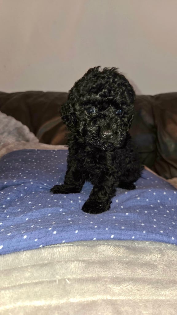 Gorgeous Toy Poodles