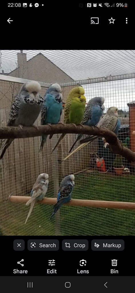 Exhibition Budgies 