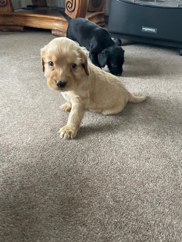 Beautiful cockerdour puppies 