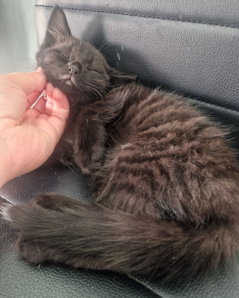 Kitten(female) 10 weeks