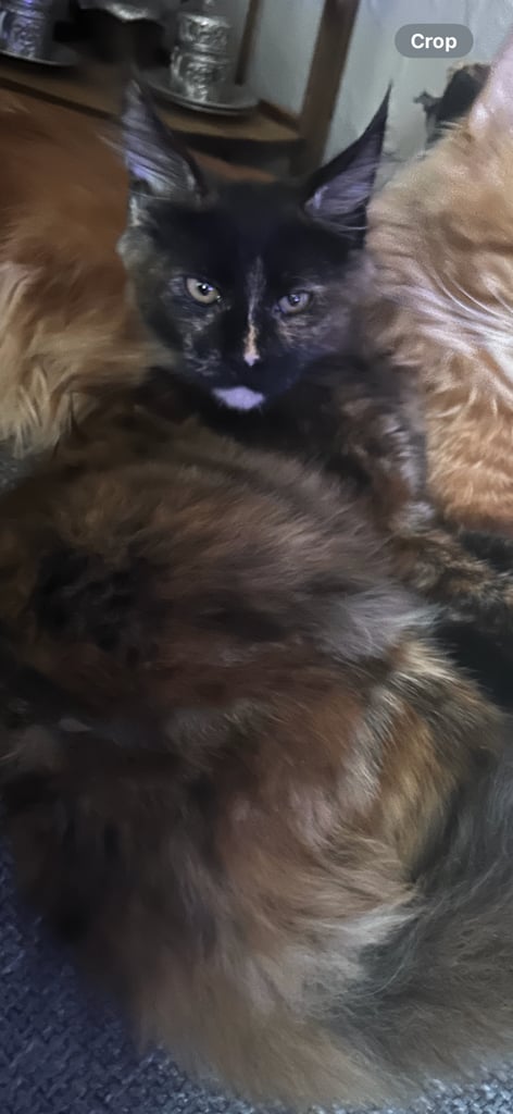   1 Adorable Purebred Maine Coon Kitten left