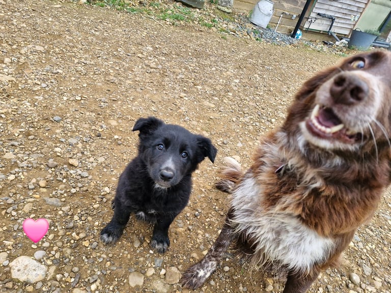 Collie cross german shepherd (shollie)