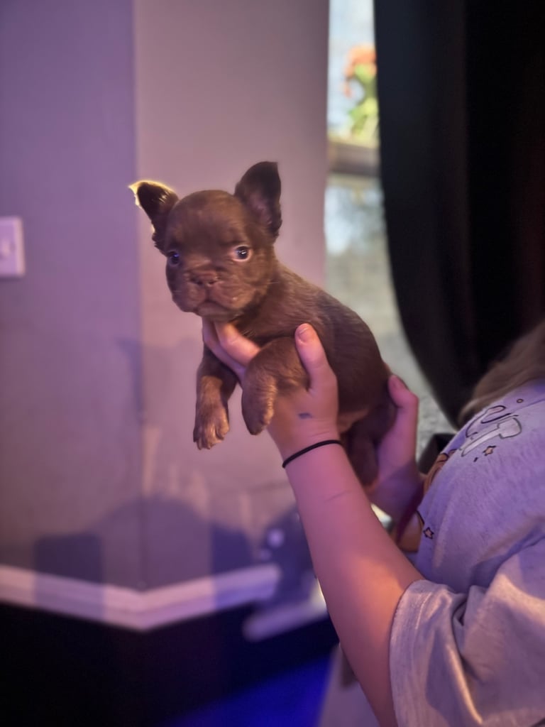 Beautiful Frenchbulldogs 