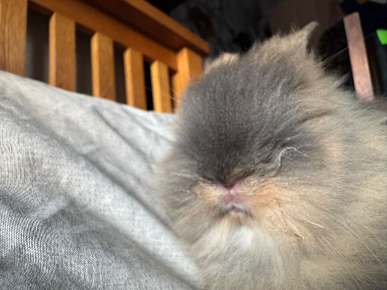 Brown lionhead male bunny