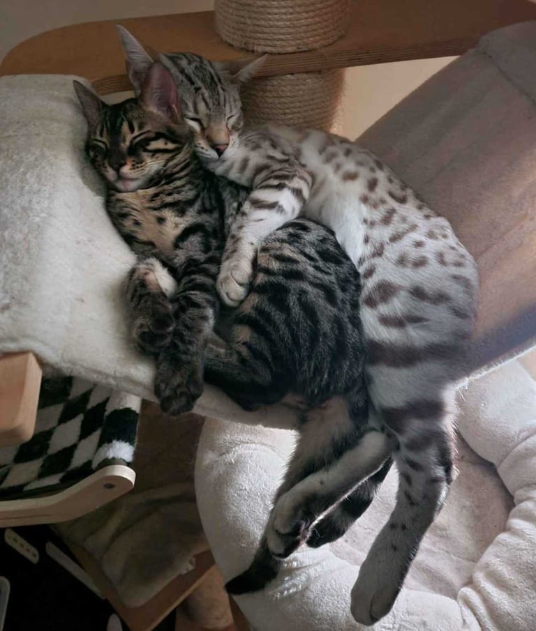 1y Male + Female Bengals to be homed together or separately