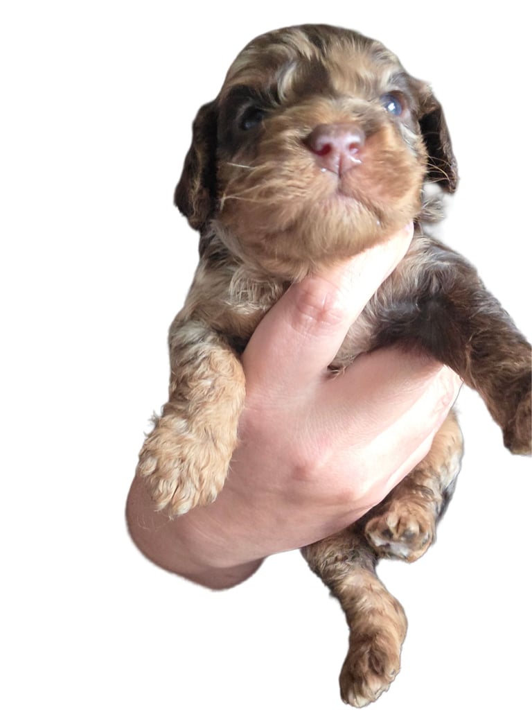 Cockapoo puppies