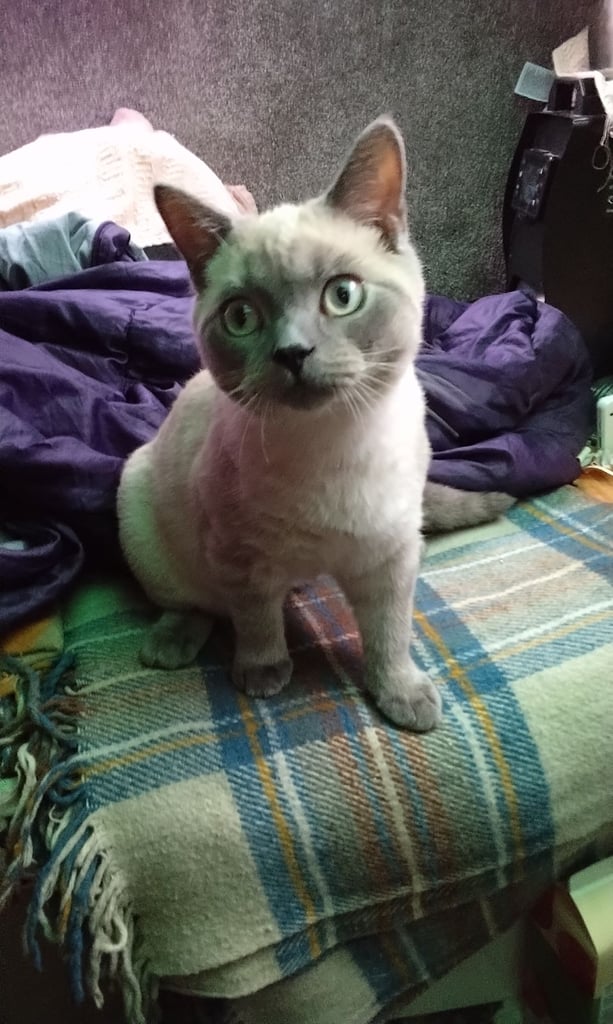 image for Kitten for sale Russian Blue with Seal point £300 ono male