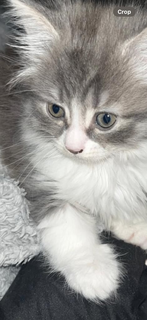 image for Beautiful grey and white kitten 