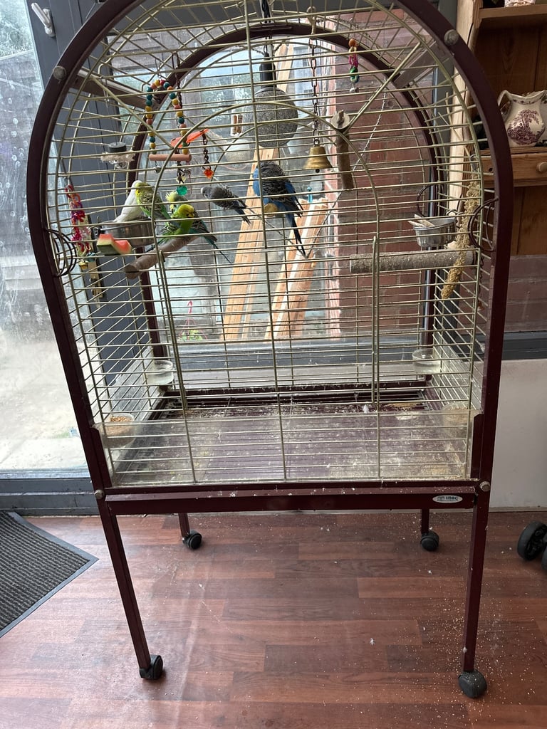 Budgies & large cage