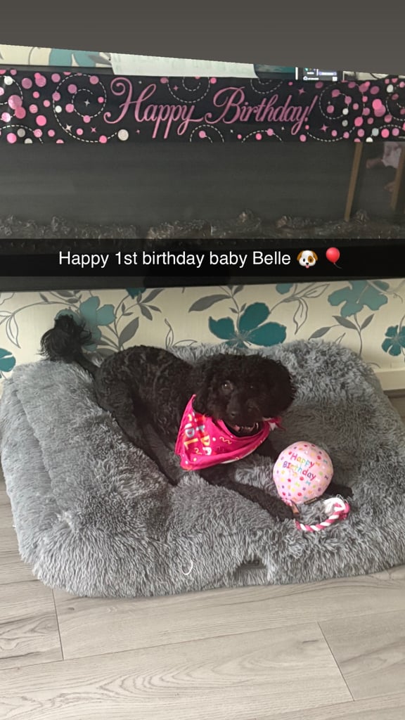 14 month old black Schnoodle 