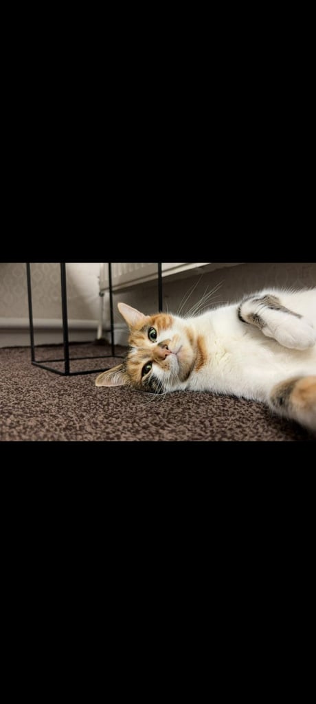 Calico Cat, Female, 7 years old, Neutered 