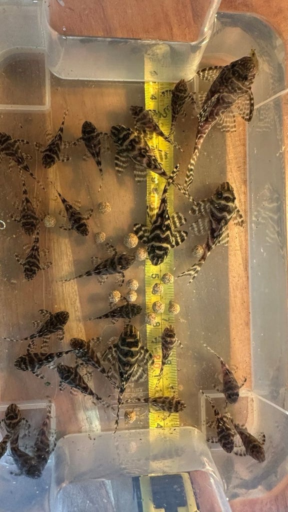 L-number plecos Hypancistrus L333
