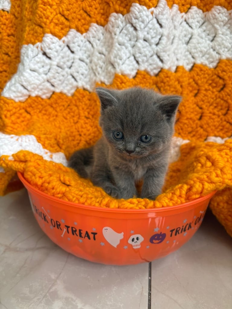 British short hair kittens x4
