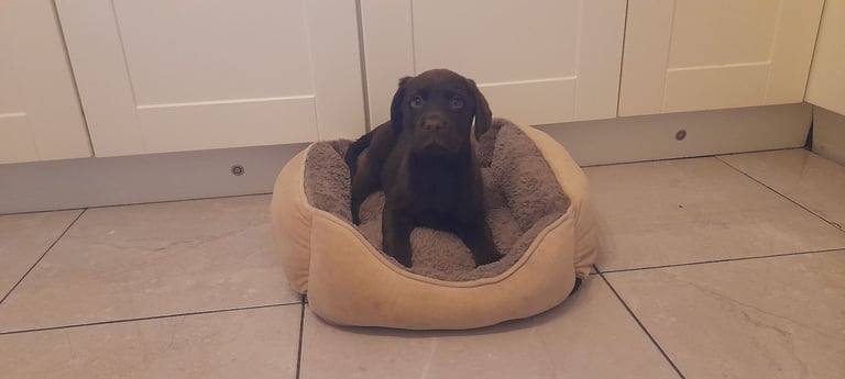 Chocolate labrador pups