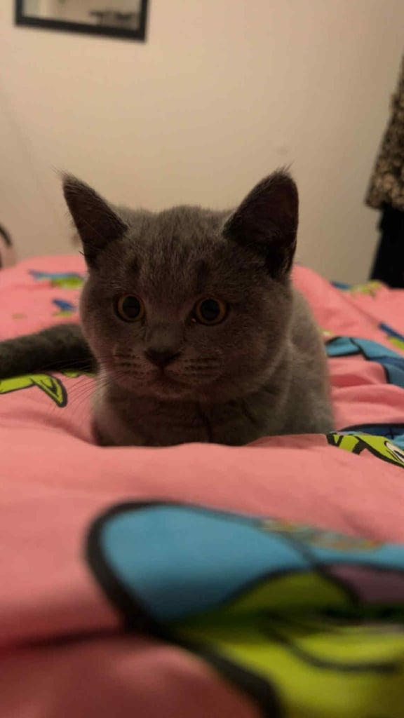 BSH female kitten