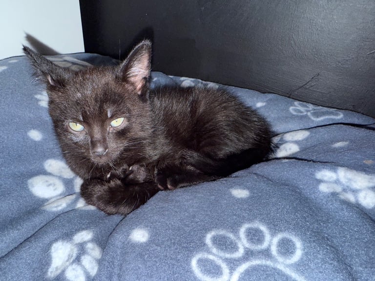 image for Two male Kittens looking for fur ever homes