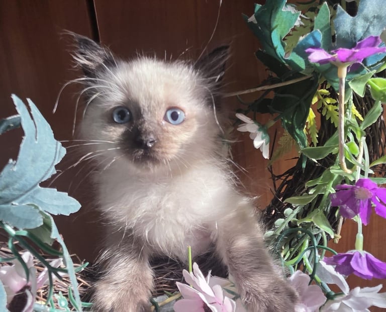 6 Beautiful friendly well loved ragdoll kittens.