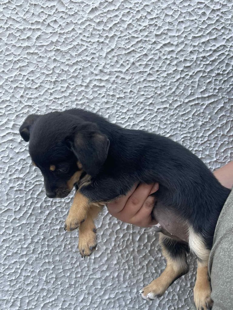 jackhuahua