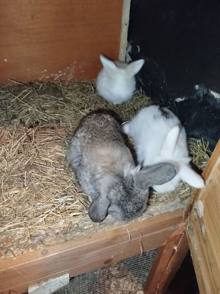 Baby mini lops 
