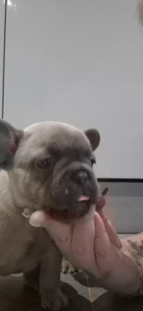 Full pedigree French bulldog puppies