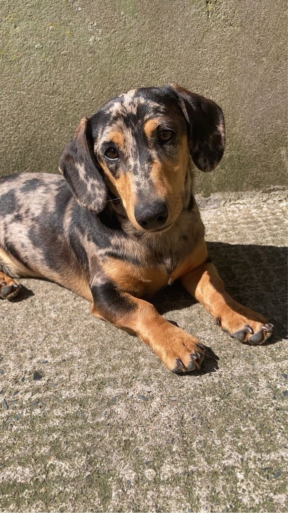 Miniature Dachshund Puppies 