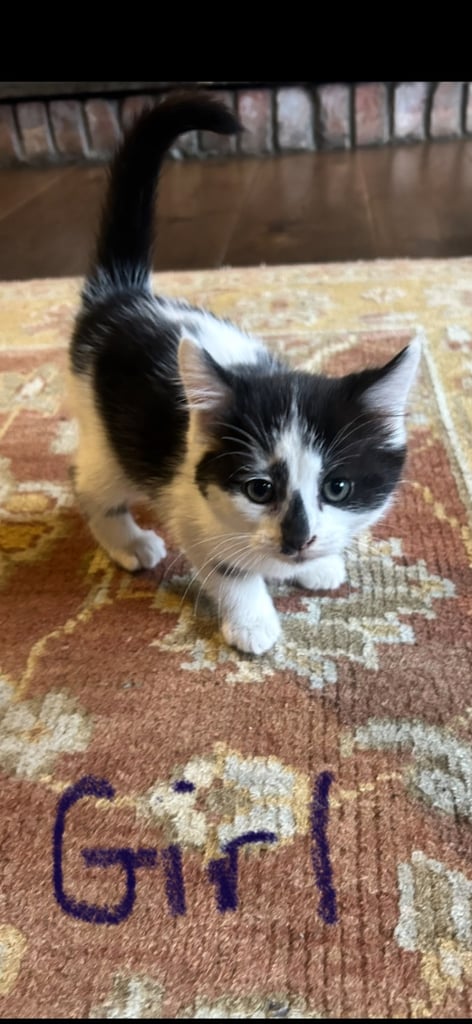 Gorgeous kittens 