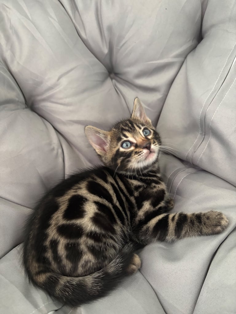 🐾Gorgeous Pure Bengals Ready Now🐾