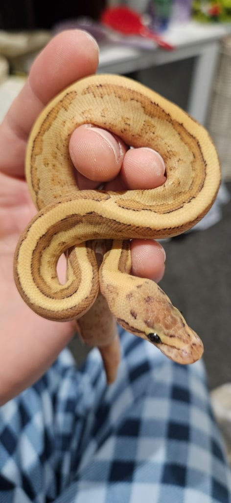 image for Baby ball pythons 