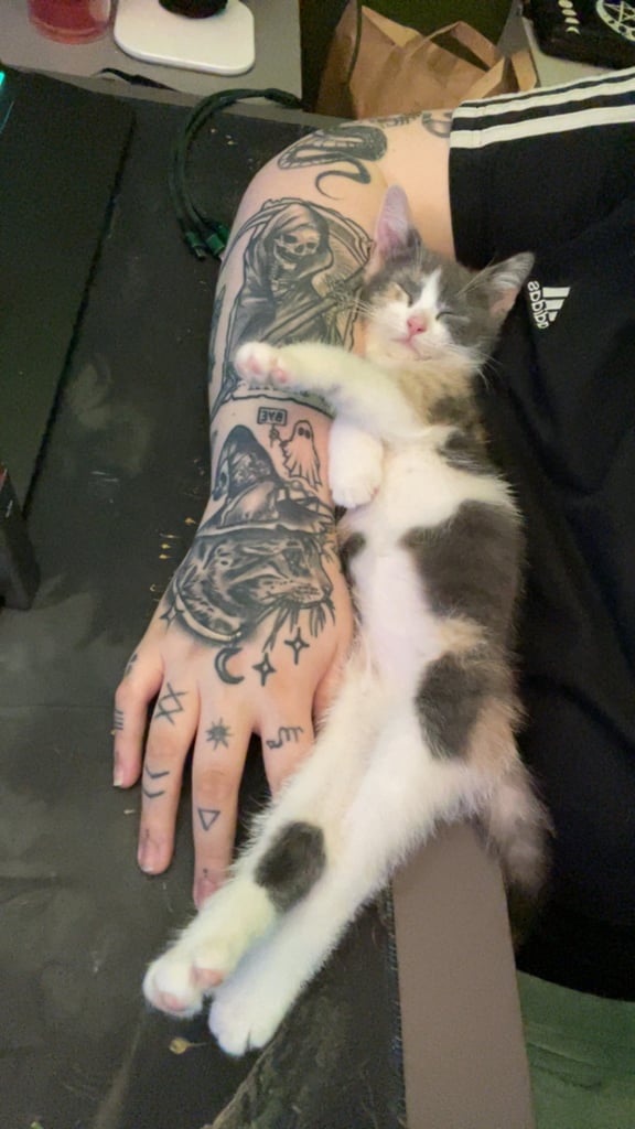 Dilute calico kitten, ready for her new home