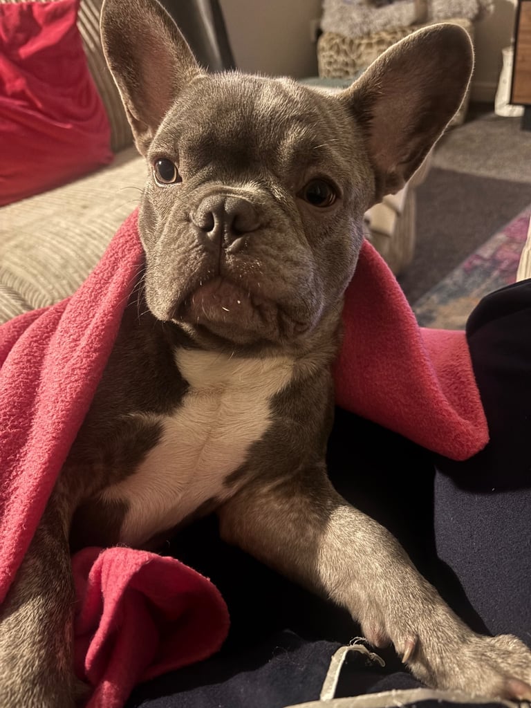 image for French bulldog puppy 