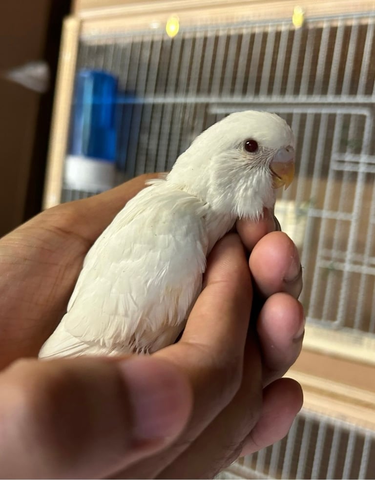 BUDGIES FOR SALE, ALL AGES AVAILABLE