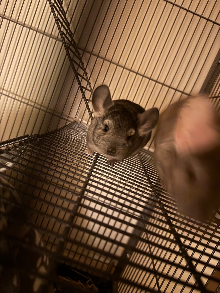 image for Chinchilla 