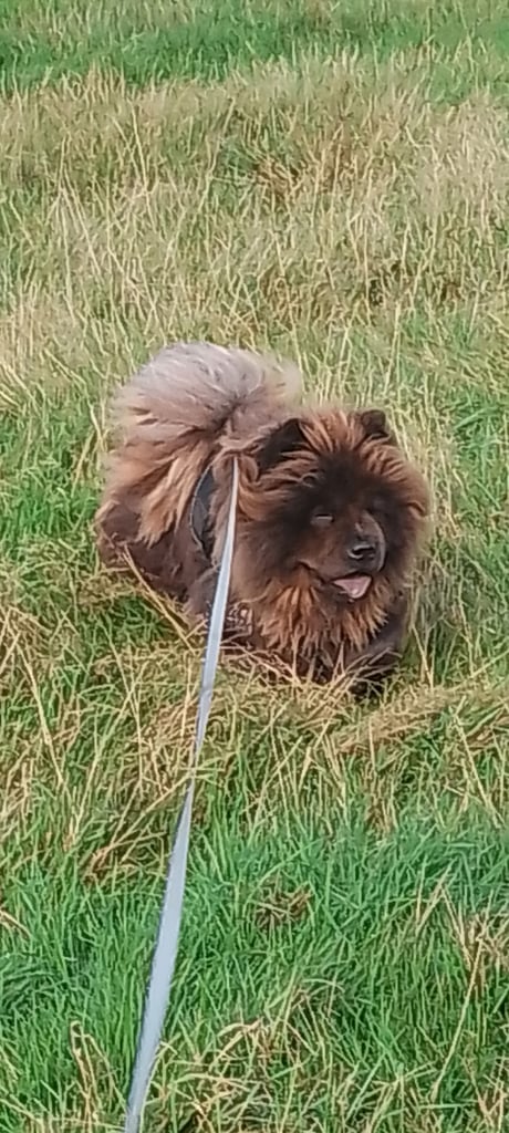 Female chow chow