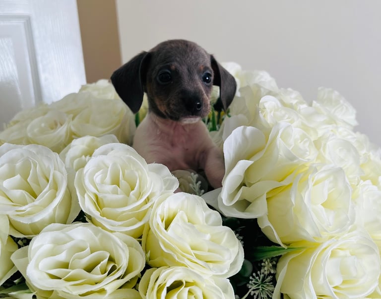 Miniture dachound 