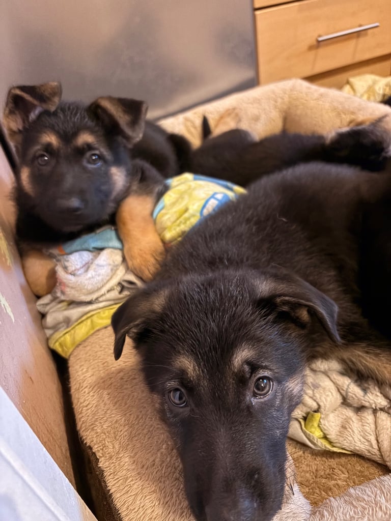 Stunning German Shepherd puppies