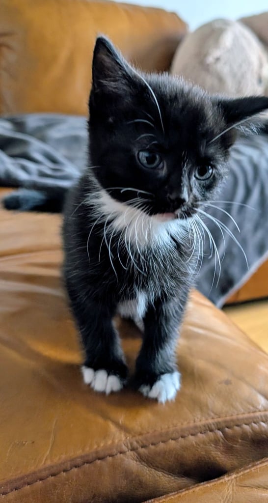 Adorable kittens looking for new homes